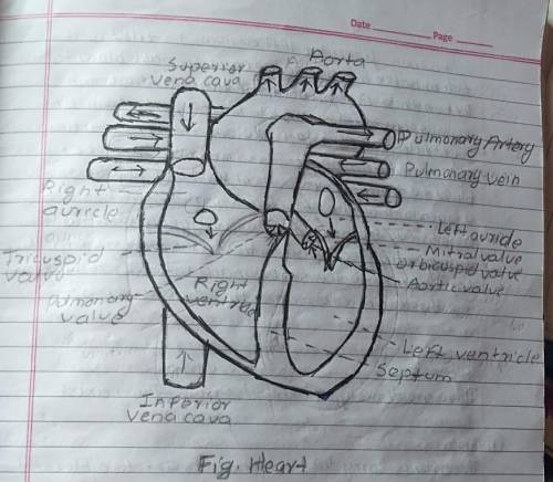 Can someone help me label this heart