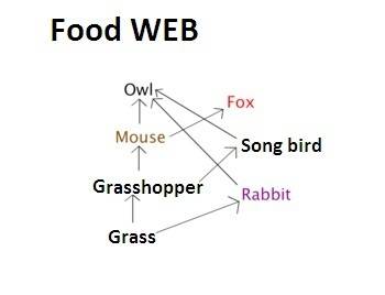 Which is an interconnection of food chains in an ecosystem?  a) food web b) trophic chain c) energy 