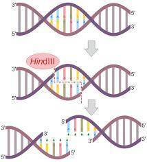 Describe the role of restriction enzymes and DNA ligase in the process of making recombinant plasmid