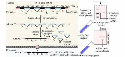 A complete plant gene containing four introns and five exons is carried on a 6.0-kb DNA fragment. DN