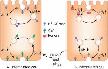 The  cells in the  of a nephron can cause and increase or decrease in body pH. A. intercalated; coll