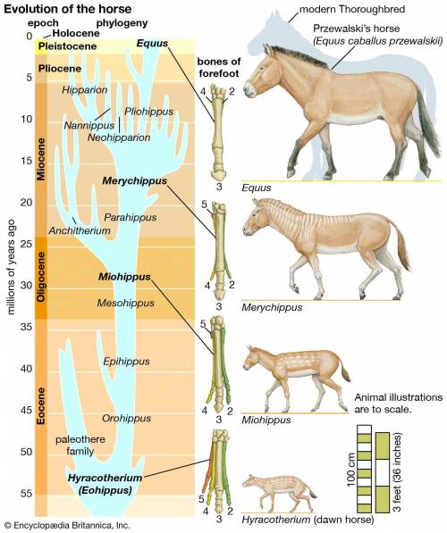 Why are all adult horse fossils small in certain layers of rock ?