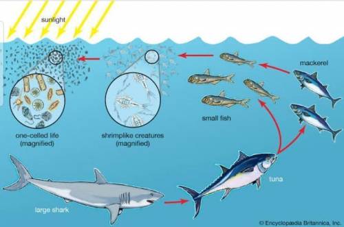Which of the following is the best example of a food chain in a marine ecosystem?