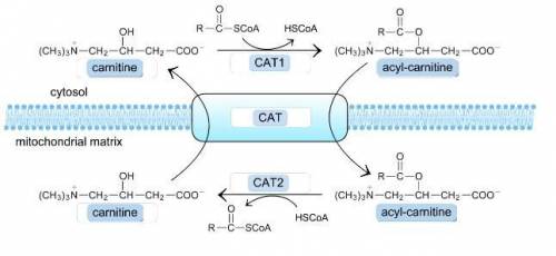 Fatty acid oxidation occurs in the mitochondrial matrix. However, long-chain fatty acyl-CoA molecule