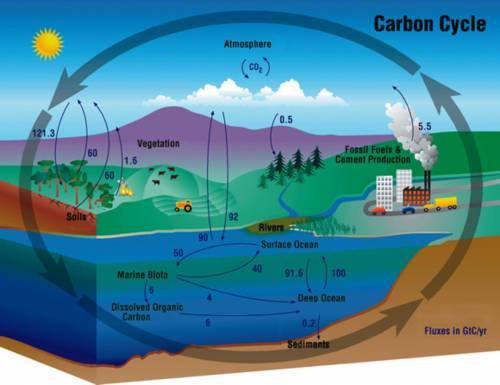 What are the two ways that carbon enters into the atmosphere?