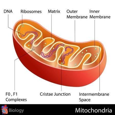 Which letter marks the location where carbon dioxide is produced during respiration?