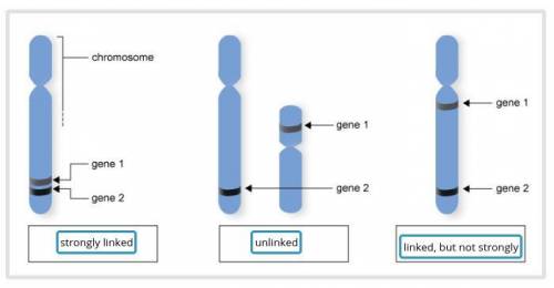 Identify how strongly linked gene one and gene two are on each of the chromosomes models.