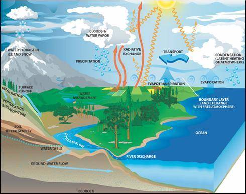 Create a graphic organizer of the water cycle.  include these key terms: clouds precipitation runoff