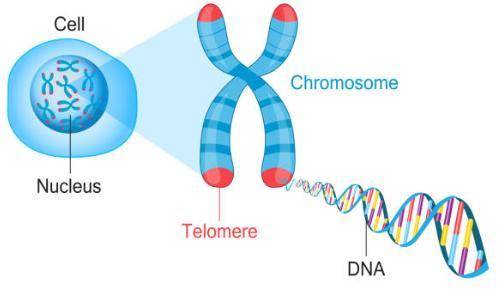 Which of the following structures are NOT found in the cytoplasm? A nucleus B lysosome C) mitochondr