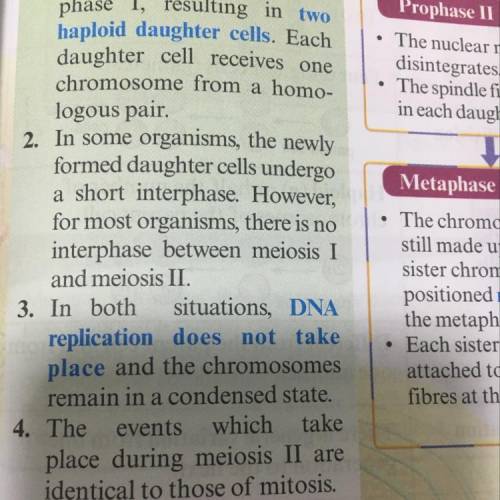 What happens in meiosis I that does not occur in meiosis II?

-cytokinesis takes place
-nuclei divid