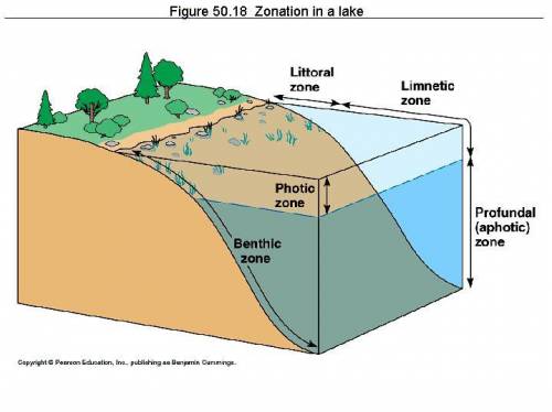 Where are the photic, aphotic, littoral, limnetic, and benthic zones located at in a lake
