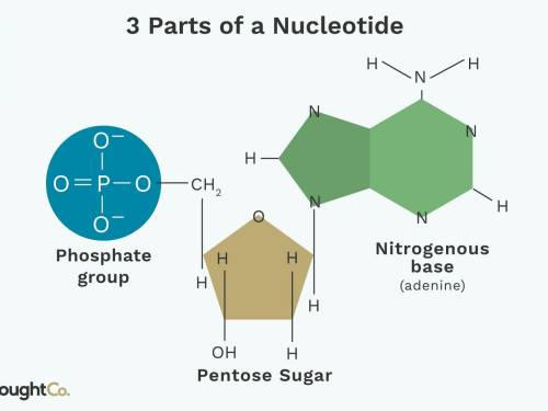 Label three parts of a nucleotide