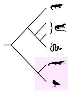Consider the cladogram. Which is the best description of the two organisms highlighted in pink? They
