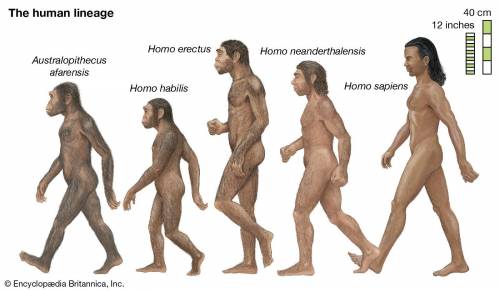 The evolution from apes to modern humans involved many bodily changes identified all changes that ar