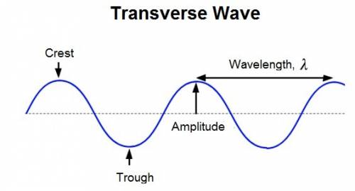 The height of a transverse wave from the midpoint to the crest or trough is