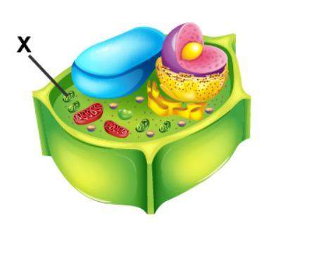 Examine the diagram of a cell.which organelle is marked with an x?