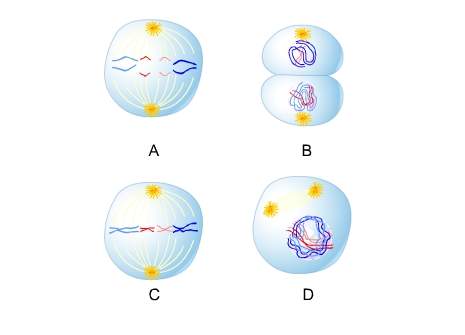 Which picture illustrates the prophase stage of mitosis?  a. a&lt;