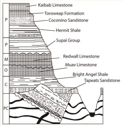 Which rock layer is the newest and why?  a. supai group because it is middle layer b. kaibab l