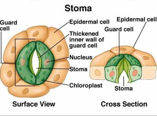 What are the parts of a stomata ?