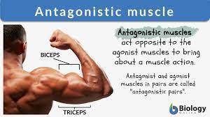 Which of the following statements are true? Multiple Choice Muscles work in antagonistic pairs becau