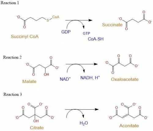 Identify each reaction from the citric acid cycle as an oxidation‑reduction reaction, an esterificat