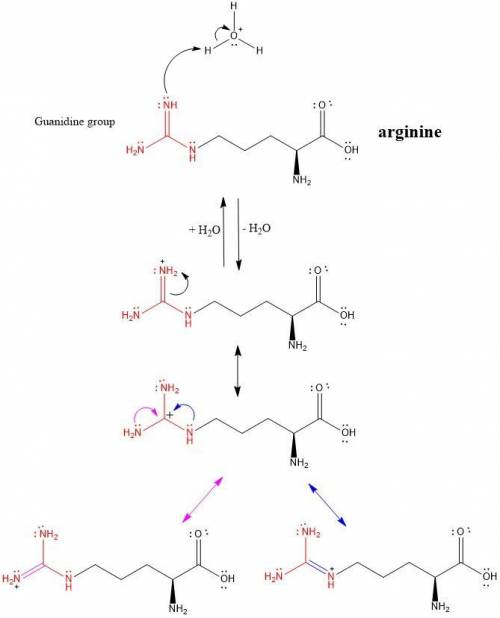 Explain why, when the guanidino group of arginine is protonated, the double-bonded nitrogen is the n