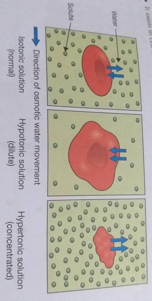 In an  solution, red blood cells . Group of answer choices hyposmotic, lose water and shrivel isomot