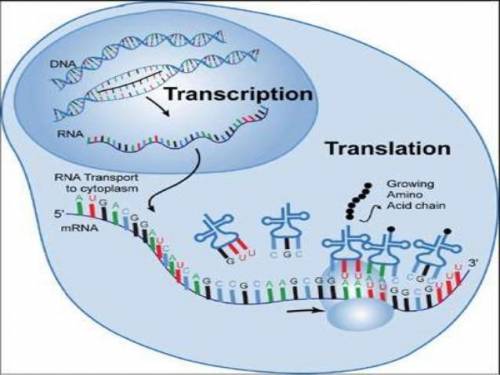 is (are) the product of Transcription, and the starting material of Translation. A. tRNA B. Amino Ac