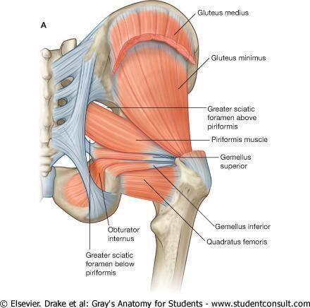 The gluteus maximus is located superior to which muscle