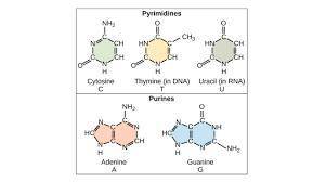 Identify monomers and describe the function for all macromolecules