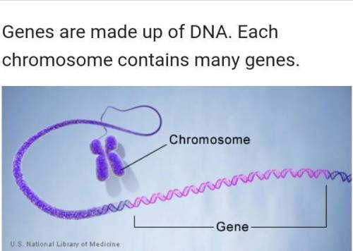 What makes up genes? Explain in 1 paragraph please