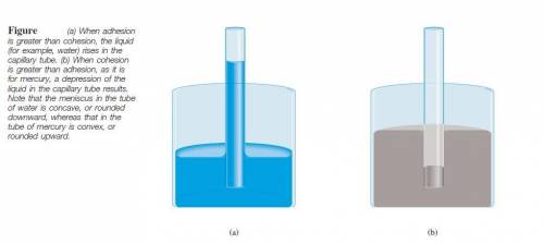 Cohesion, adhesion, and surface tension are characteristics of water that . increase when pH increas