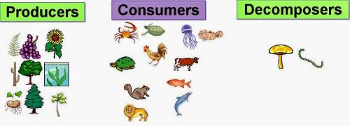 What are examples of consumers?