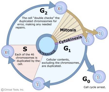 During which phase of mitosis does cytokinesis take place