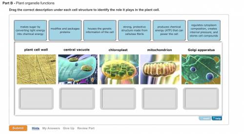 Plant organelle functions drag the correct description under each cell structure to identify the rol