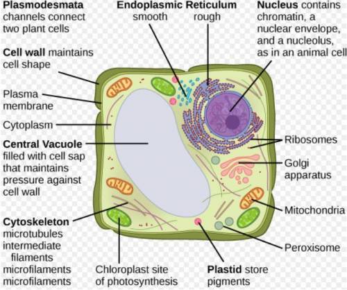 Why do animal cells not need central vacuoles? (1 point)

O Animals do not produce their own food.
O