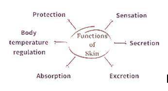 Which of the following is NOT one of the major functions of skin?

a) protects from UV radiation
b)