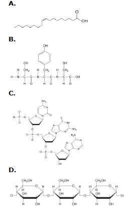 2. which labeled drawing shows the structure of part of a protein?