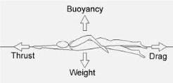 In the diagram of the swimmer, which force is greater, buoyancy or weight, and how do we know?