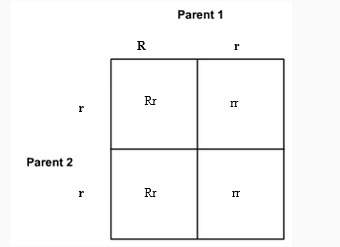 Analyze this punnett square. 2. in the punnett square, what percentage of the offspring