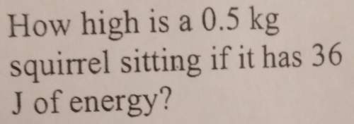How high is a 0.5 kg squirrel sitting if it has 36 j of energy