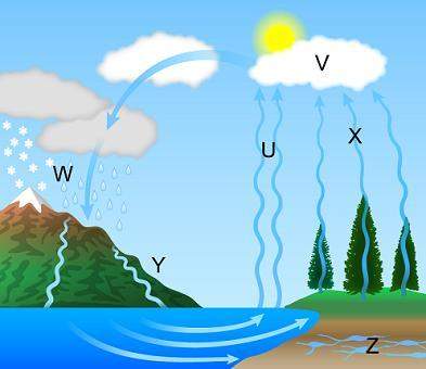 Answer first get s plz m the diagram illustrates the water cycle.