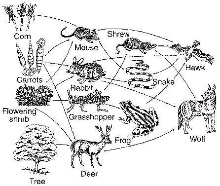 How do ecologists use diagrams such as the figure below to study ecological relationships?