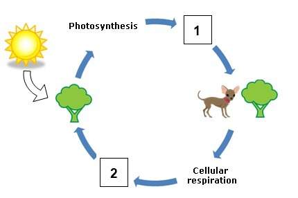 In the respiration-photosynthesis cycle shown above, what are the reactants of cellular respiration