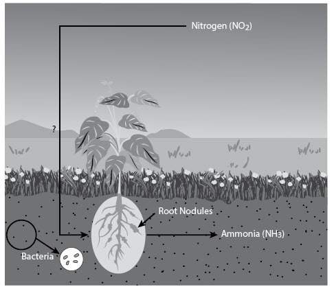 What nitrogen cycle process is occurring in the root nodules in the illustration?