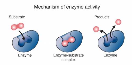 Which of the following statements are true about enzymes? Select all that apply.

1.Enzymes are not