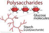 What is cellulose? Why is it indigestible for most animals (including humans)?