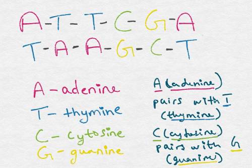 If one strand of dna had a base sequence of a-t-t-g-c-a, what base order would be found on the compl