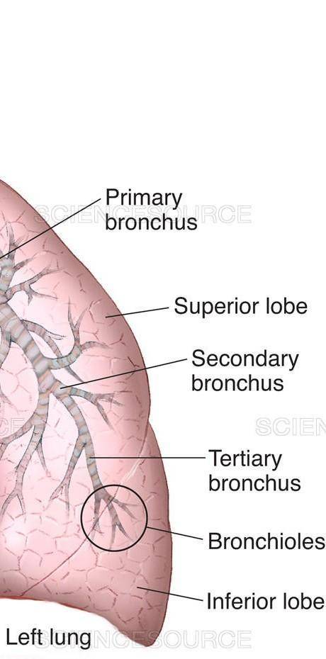Illustrate the respiratory system