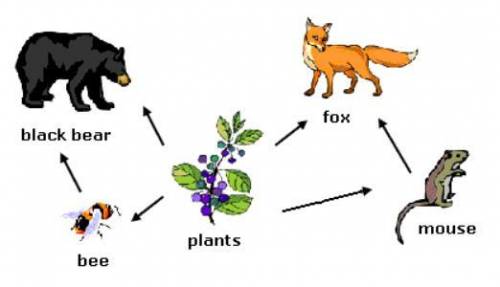 What would most likely happen in the ecosystem shown in the above food web if the fox population sig